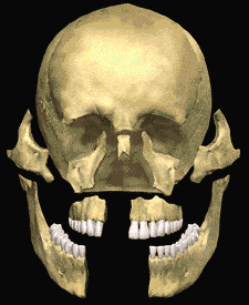 A human skull rotates, viewed from various angles, showcasing its structure. The surrounding area is dark, highlighting the skull's anatomical features and teeth alignment.